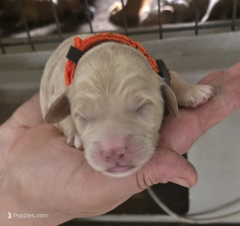 Mocha – Goldendoodle puppy for sale in Platteville, WI
