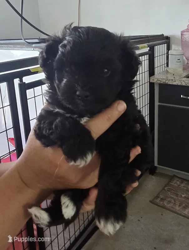 Inky – Poodle - Toy  puppy for sale in Platteville, WI
