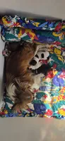 Jenny, a female Papillon for sale in Platteville, WI – 4 of 6