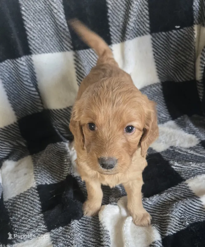 Frosty – Goldendoodle puppy for sale in Platteville, WI