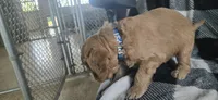 Pepsi , a male Goldendoodle for sale in Platteville, WI – 2 of 10