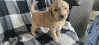 Mocha, a male Goldendoodle for sale in Platteville, WI – 1 of 10