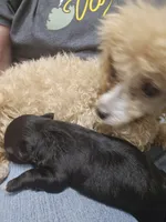 Inky, a male Poodle - Toy  for sale in Platteville, WI – 2 of 4