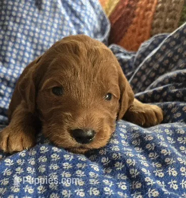 Icee – Goldendoodle puppy for sale in Platteville, WI