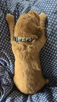 Pepsi , a male Goldendoodle for sale in Platteville, WI – 5 of 10