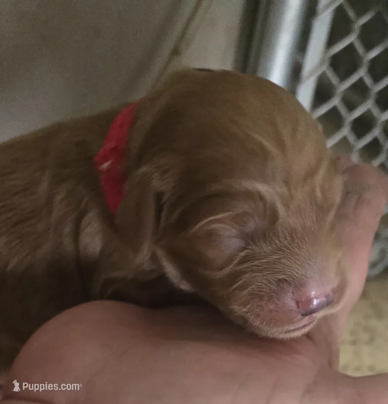 Icee – Goldendoodle puppy for sale in Platteville, WI