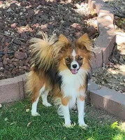 Hunter , a male Papillon for sale in Platteville, WI – Photo 6 of 6