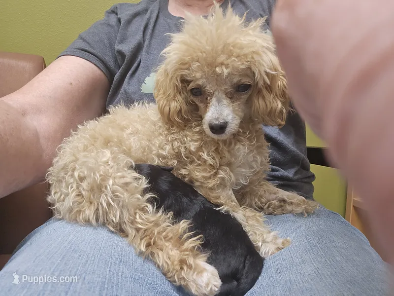 Inky – Poodle - Toy  puppy for sale in Platteville, WI