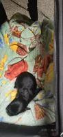 Inky, a male Poodle - Toy  for sale in Platteville, WI – 3 of 4