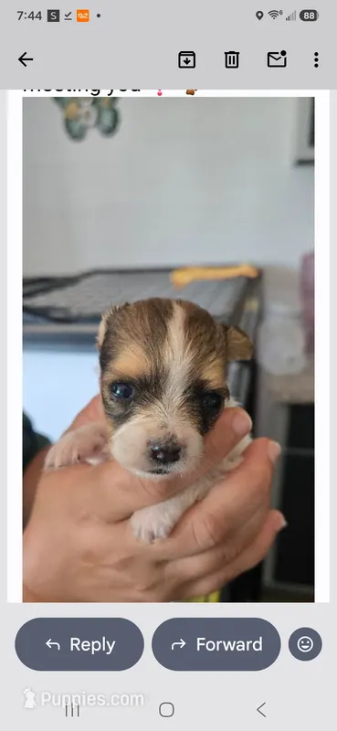 Jenny – Papillon puppy for sale in Platteville, WI