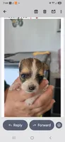 Jenny, a female Papillon for sale in Platteville, WI – 1 of 9
