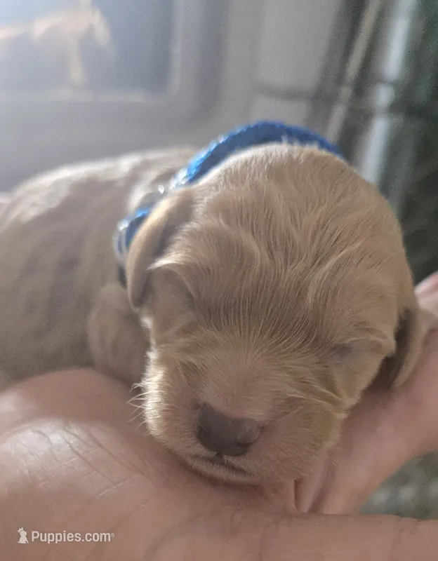 Pepsi  – Goldendoodle puppy for sale in Platteville, WI