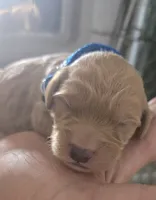 Pepsi , a male Goldendoodle for sale in Platteville, WI – 1 of 5