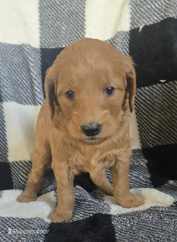 Frappe  – Goldendoodle puppy for sale in Platteville, WI