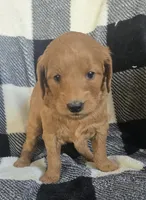 Frappe , a female Goldendoodle for sale in Platteville, WI – 1 of 9