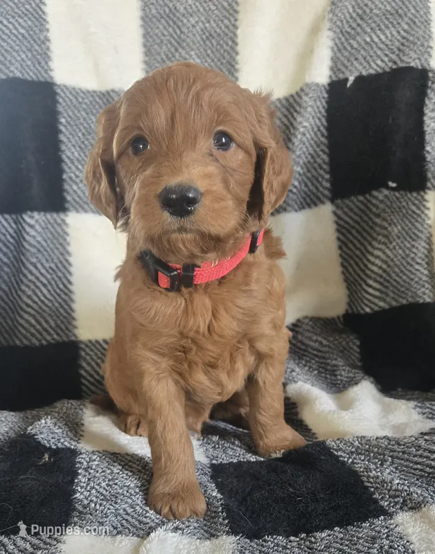 Icee – Goldendoodle puppy for sale in Platteville, WI