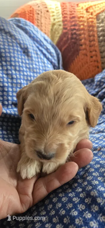 Mocha – Goldendoodle puppy for sale in Platteville, WI