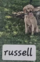 Icee, a male Goldendoodle for sale in Platteville, WI – 5 of 5