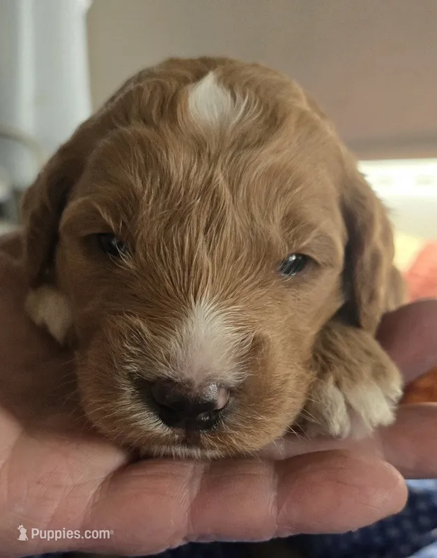 Flurry – Goldendoodle puppy for sale in Platteville, WI