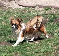 Jolly, a male Papillon for sale in Platteville, WI – 4 of 5