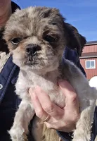 Nursey, a female Shih Tzu for sale in Platteville, WI – Photo 2 of 5