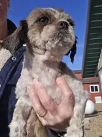 Nursey, a female Shih Tzu for sale in Platteville, WI – Photo 4 of 5