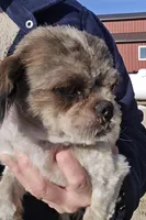 Nursey, a female Shih Tzu for sale in Platteville, WI – Photo 1 of 5