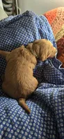 Frappe , a female Goldendoodle for sale in Platteville, WI – 4 of 9