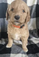 Mocha, a male Goldendoodle for sale in Platteville, WI – 2 of 10