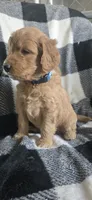 Pepsi , a male Goldendoodle for sale in Platteville, WI – 3 of 10