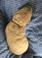 Mocha, a male Goldendoodle for sale in Platteville, WI – 5 of 10