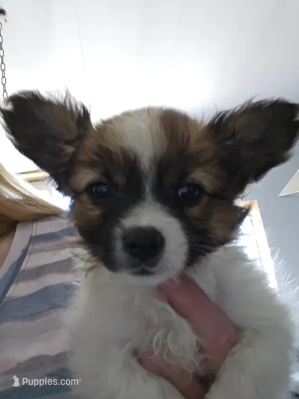 Josh – Papillon puppy for sale in Platteville, WI