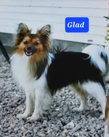 Jenny, a female Papillon for sale in Platteville, WI – 6 of 6