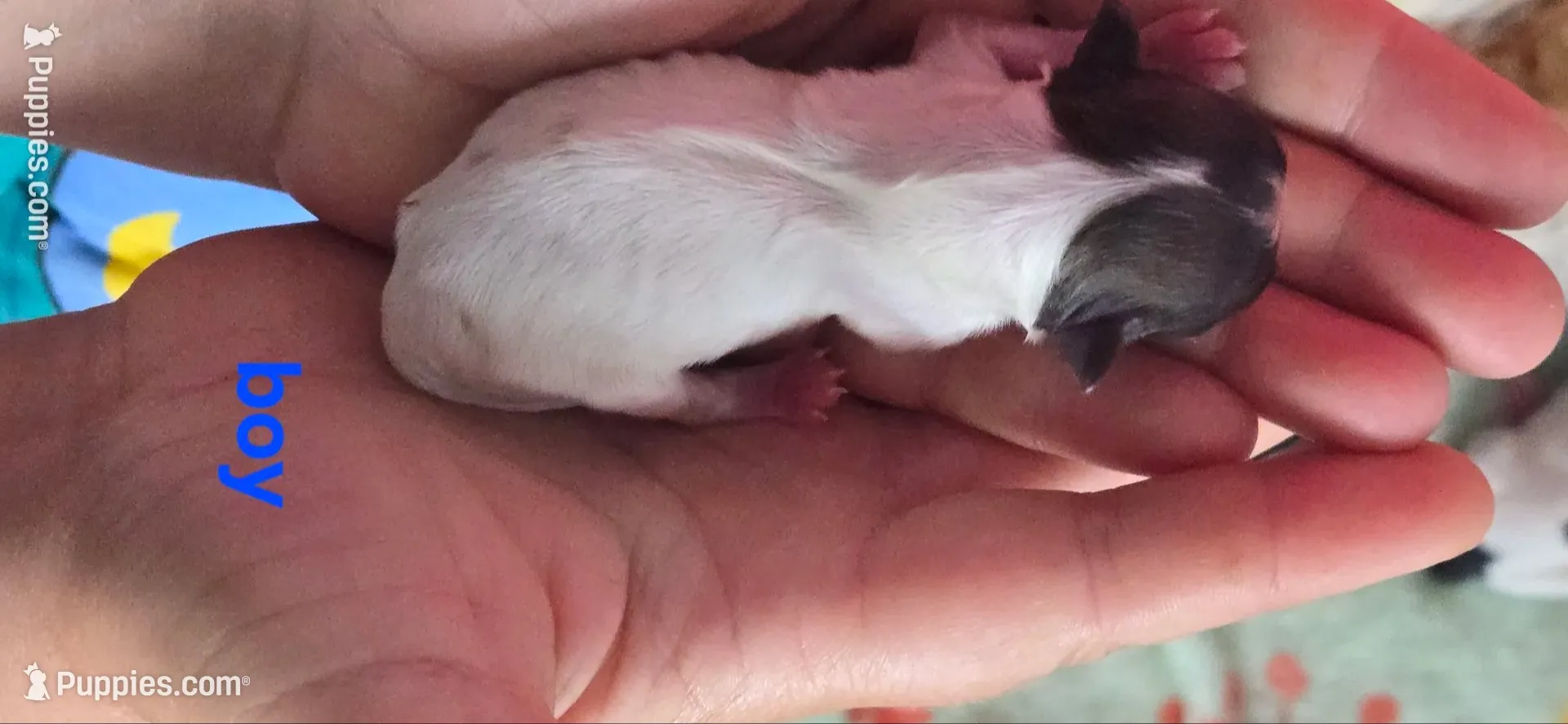 Josh, a male Papillon for sale in Platteville, WI – 3 of 7