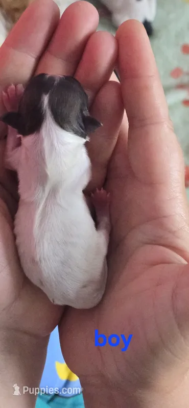 Josh – Papillon puppy for sale in Platteville, WI