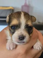 Jenny, a female Papillon for sale in Platteville, WI – 2 of 9