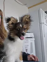 Gabe, a male Papillon for sale in Platteville, WI – Photo 1 of 10