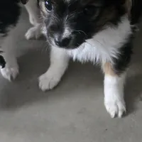 Gabe, a male Papillon for sale in Platteville, WI – Photo 8 of 10