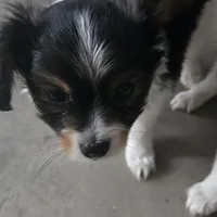 Gabe, a male Papillon for sale in Platteville, WI – Photo 10 of 10