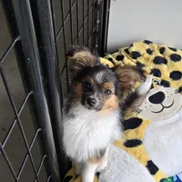 Gabe, a male Papillon for sale in Platteville, WI – Photo 7 of 10