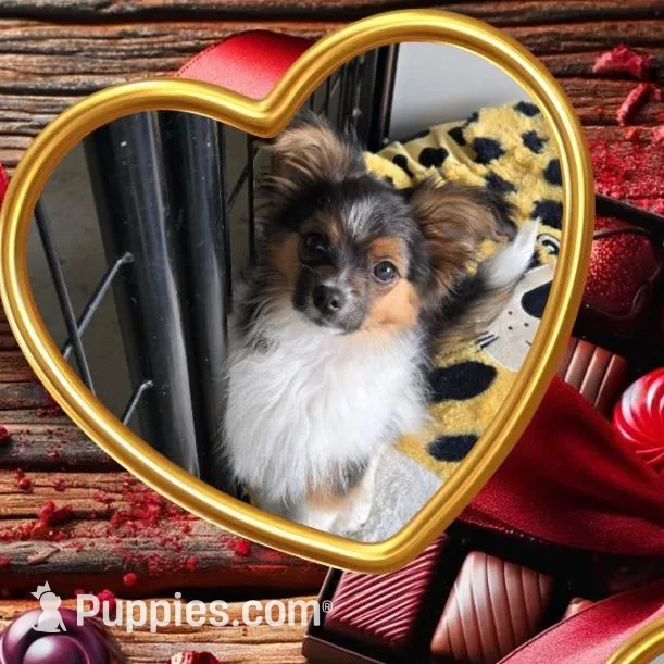 Gabe, a male Papillon for sale in Platteville, WI – Photo 4 of 10