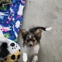 Gabe, a male Papillon for sale in Platteville, WI – Photo 6 of 10