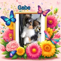 Gabe, a male Papillon for sale in Platteville, WI – Photo 2 of 10