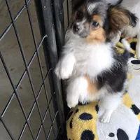 Gabe, a male Papillon for sale in Platteville, WI – Photo 9 of 10
