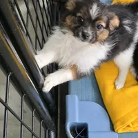 Gabe, a male Papillon for sale in Platteville, WI – Photo 5 of 10