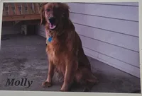Flurry, a female Goldendoodle for sale in Platteville, WI – 5 of 6