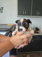 Josh, a male Papillon for sale in Platteville, WI – 1 of 7