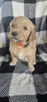 Mocha, a male Goldendoodle for sale in Platteville, WI – 3 of 10