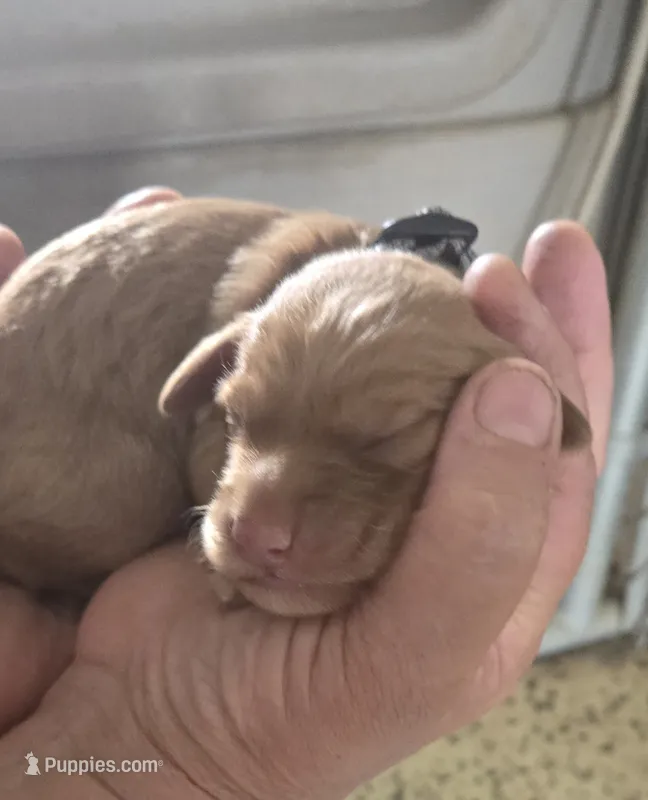 Frosty – Goldendoodle puppy for sale in Platteville, WI