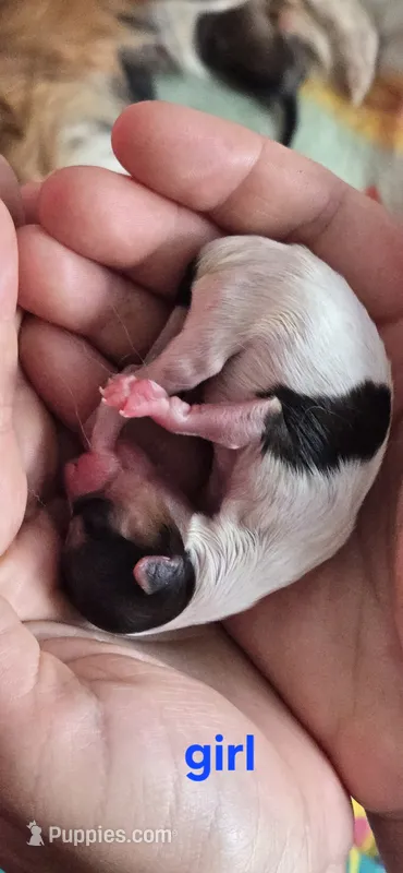Jenny – Papillon puppy for sale in Platteville, WI